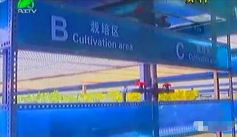 掀開植物工廠的智慧面紗 三安植物照明工廠項目本月底投產，引領現代農業新篇章